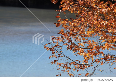 紅葉の磐井川 紅葉の磐井川 96073425