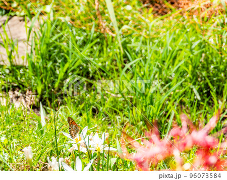 秋の景色 水仙にとまるツマグロヒョウモン蝶 秋の景色 水仙にとまるツマグロヒョウモン蝶 96073584