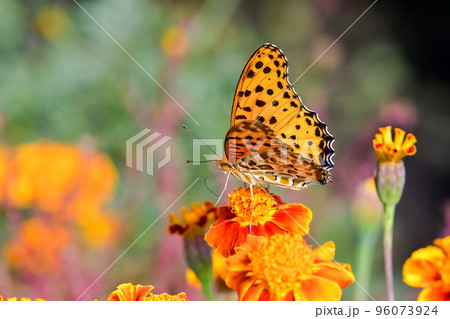 ツマグロヒョウモン 96073924