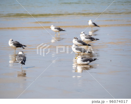海鳥のいる穏やかな海の砂浜の波打ち際。 96074017