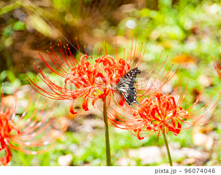 満開の彼岸花の蜜を吸うアゲハチョウ 満開の彼岸花の蜜を吸うアゲハチョウ 96074046