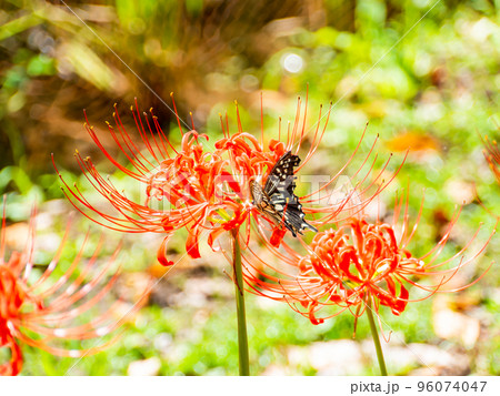 満開の彼岸花の蜜を吸うアゲハチョウ 満開の彼岸花の蜜を吸うアゲハチョウ 96074047