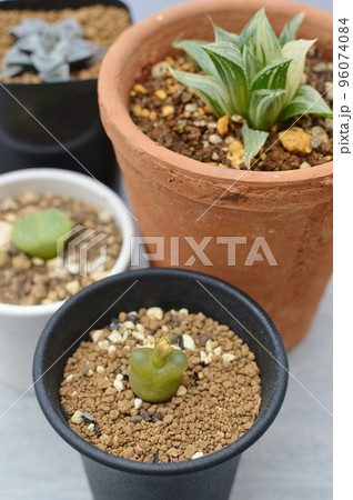 テーブルの上の多肉植物の鉢植え　　 96074084