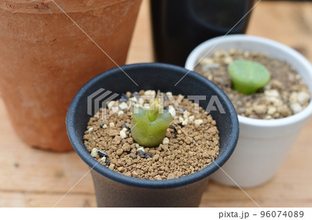 テーブルの上の多肉植物の鉢植え　 96074089