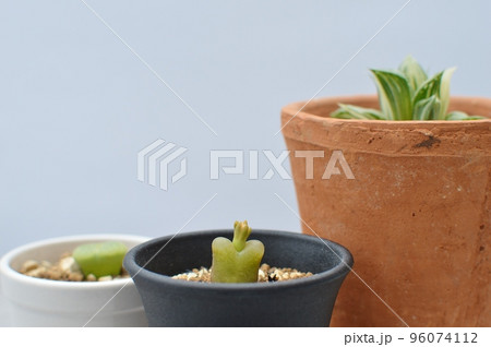 3種の多肉植物の鉢植え 3種の多肉植物の鉢植え 96074112