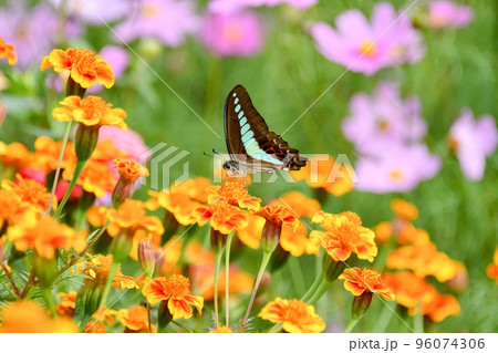 アオスジアゲハ 96074306