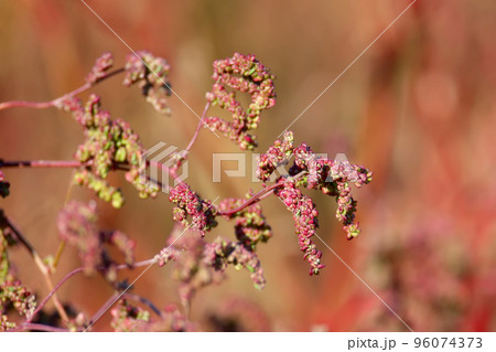 Atriplex 96074373