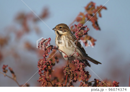The common reed bunting (Emberiza schoeniclus) 96074374