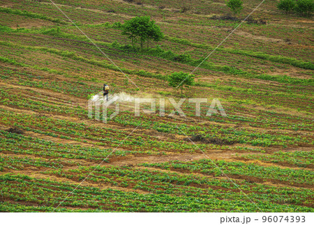 Rubber plantation farming area in the south of Thailand 96074393