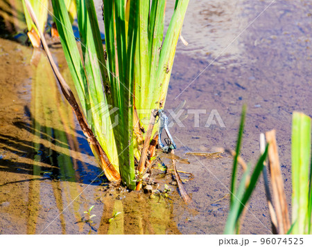 秋の景色 菖蒲田に残った茎にとまるシオカラトンボ 秋の景色 菖蒲田に残った茎にとまるシオカラトンボ 96074525