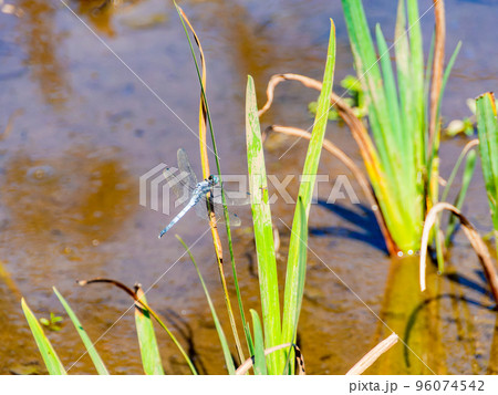 秋の景色　菖蒲田に残った茎にとまるシオカラトンボ 96074542