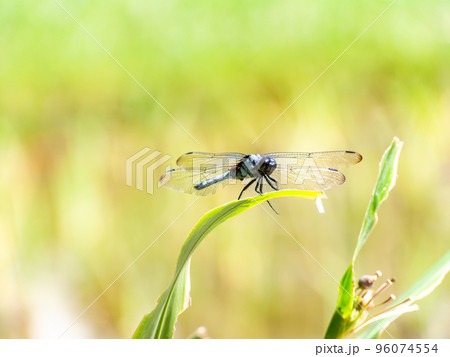 秋の景色　菖蒲田に残った茎にとまるシオカラトンボ 96074554