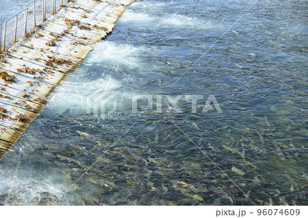 北海道 千歳川に遡上したたくさんの鮭とインディアン水車 96074609