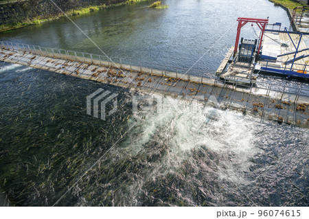 北海道 千歳川に遡上したたくさんの鮭とインディアン水車 96074615