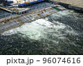 北海道 千歳川に遡上したたくさんの鮭とインディアン水車 96074616
