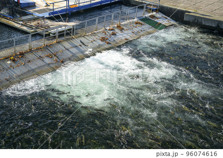 北海道 千歳川に遡上したたくさんの鮭とインディアン水車 96074616