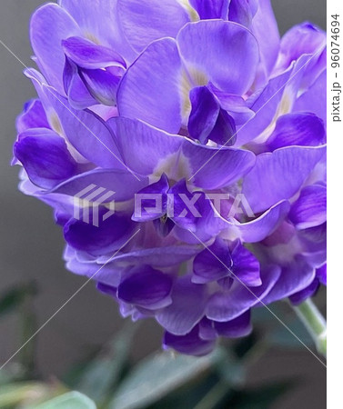 アメジストフォール アメジストフォール 96074694