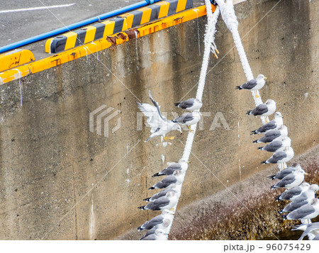 港の景色　仲良く舫綱にとまるカモメたち 96075429