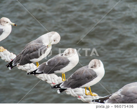 港の景色　仲良く舫綱にとまるカモメたち 96075436