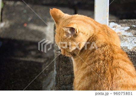 可愛い茶トラの野良猫 96075801