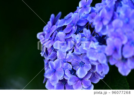 青い紫陽花のアップ 青い紫陽花のアップ 96077268