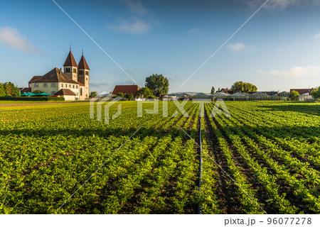 Church of St. Peter and Paul and vegetable field on Reichenau Island, Baden-Wuerttemberg, Germany 96077278