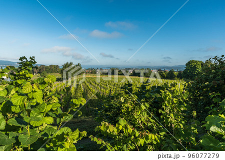 Grapevines on Reichenau Island, Baden-Wuerttemberg, Germany 96077279