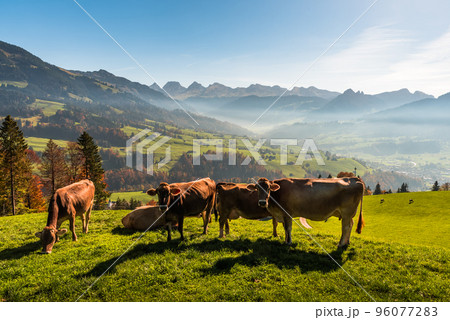 Cows on a meadow in the Swiss alps, view to Churfirsten, Toggenburg, Canton St. Gallen, Switzerland Cows on a meadow in the Swiss alps, view to Churfirsten, Toggenburg, Canton St. Gallen, Switzerland 96077283