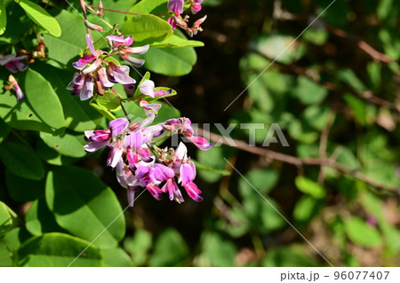 萩（マメ科・ハギ属）の見ごろの花 96077407