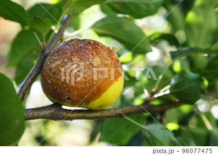 Rotten apple. Infected fruits of apples. Monilinia fructigena apple Rotten apple. Infected fruits of apples. Monilinia fructigena apple 96077475