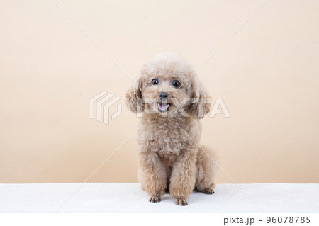 ベージュバックで微笑むトイプードル 96078785