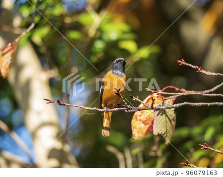 桜の枝で空を見つめるヤマガラ 96079163