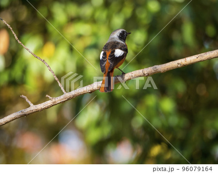 枝にとまるヤマガラ 96079164
