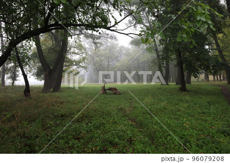 Rainy and foggy forest, early autumn 96079208