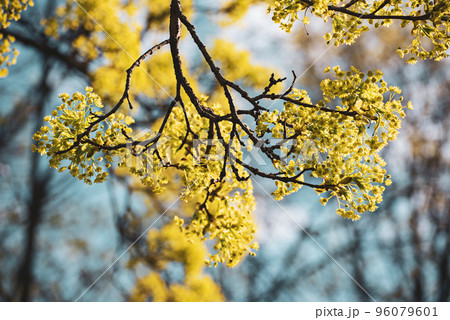 Blooming of maple tree 96079601