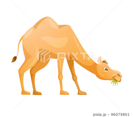 Brown Camel as Even-toed Ungulate Desert Animal Chewing Grass Vector Illustration Brown Camel as Even-toed Ungulate Desert Animal Chewing Grass Vector Illustration 96079801