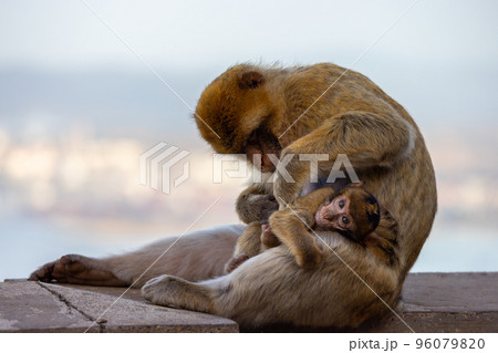 Mother and Baby Monkey, Barbary macaque at Rock of Gibraltar, UK 96079820