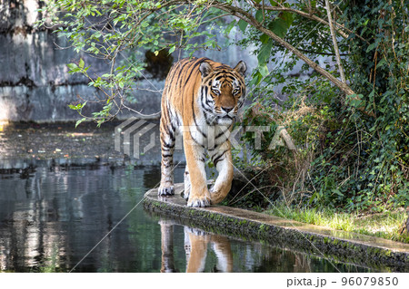 The Siberian tiger,Panthera tigris altaica in a park 96079850