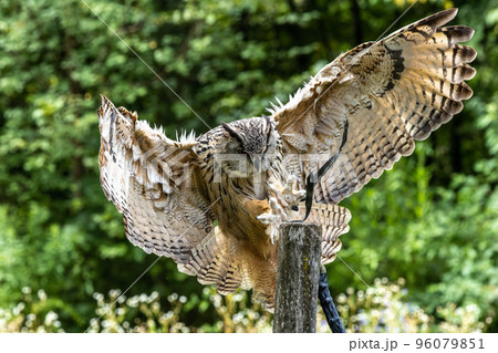 Siberian eagle owl, bubo bubo sibiricus. The biggest owl in the world Siberian eagle owl, bubo bubo sibiricus. The biggest owl in the world 96079851