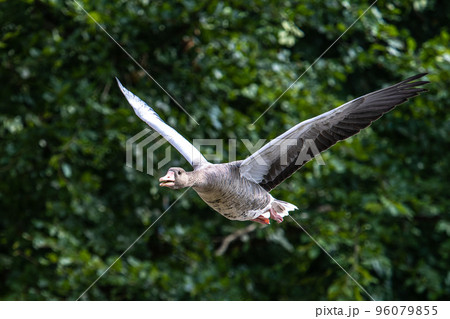 The flying greylag goose, Anser anser is a species of large goose The flying greylag goose, Anser anser is a species of large goose 96079855