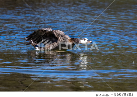 Barnacle goose, Branta leucopsis at a lake near Munich in Germany. Barnacle goose, Branta leucopsis at a lake near Munich in Germany. 96079883