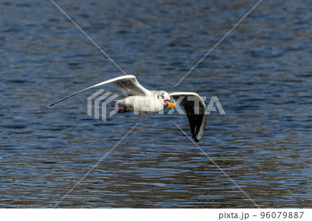 The European Herring Gull, Larus argentatus is a large gull The European Herring Gull, Larus argentatus is a large gull 96079887