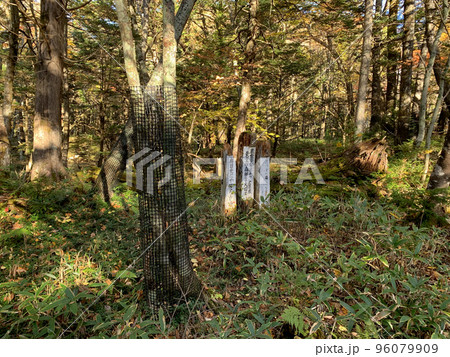 鹿の食害防止の網（2022年10月奥日光・湯ノ湖の遊歩道） 96079909