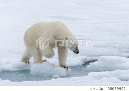 Polar bear on the pack ice north of Spitsbergen Polar bear on the pack ice north of Spitsbergen 96079992