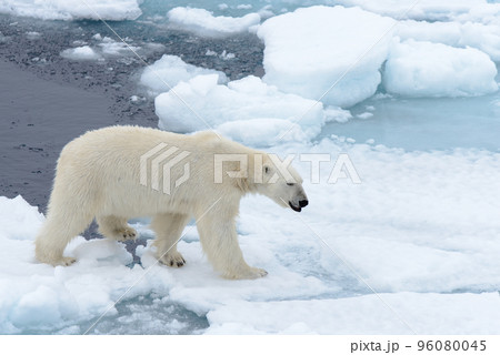 Polar bear on the pack ice north of Spitsbergen Polar bear on the pack ice north of Spitsbergen 96080045