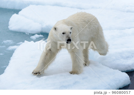 Polar bear on the pack ice north of Spitsbergen 96080057