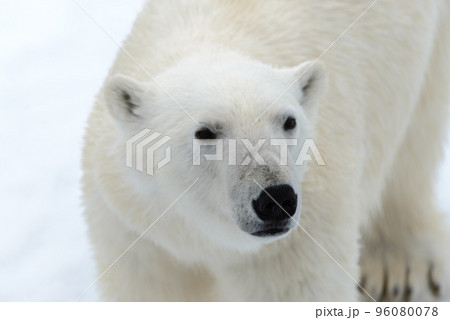 Polar bear on the pack ice north of Spitsbergen Polar bear on the pack ice north of Spitsbergen 96080078