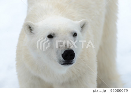 Polar bear on the pack ice north of Spitsbergen Polar bear on the pack ice north of Spitsbergen 96080079