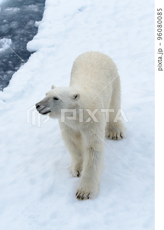 Polar bear on the pack ice north of Spitsbergen Polar bear on the pack ice north of Spitsbergen 96080085