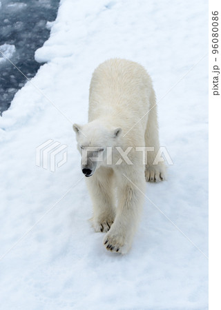 Polar bear on the pack ice north of Spitsbergen 96080086